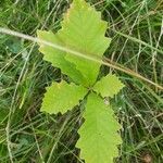 Quercus macrocarpa Feuille