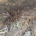 Microchloa kunthii Blatt