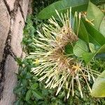 Ixora hookeri फूल