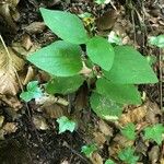 Doronicum austriacum Buveinė