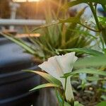 Ipomoea aquatica Fiore