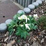 Helleborus niger Habitat