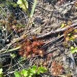 Drosera brevifolia Ліст