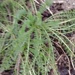 Achillea nobilisList