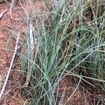 Festuca vasconcensis Blatt