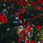 Prunus leveilleana Leaf