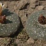 Blossfeldia liliputana Yeri