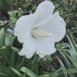 Hibiscus moscheutosFlower