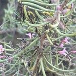 Campylanthus salsoloides Hoja