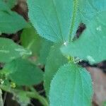 Galinsoga parviflora Leaf