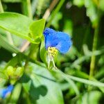 Commelina communis花