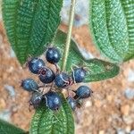Miconia crenata Fruit