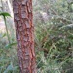 Acacia pycnantha പുറംതൊലി