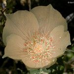 Mentzelia involucrata Flower