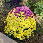 Chrysanthemum × grandiflorum Žiedas