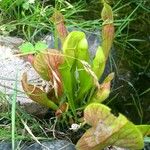 Sarracenia psittacina Yaprak