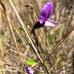 Cologania obovata Flor