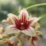 Acropogon mesophilus Цветок