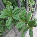 Berberis canadensis Leaf