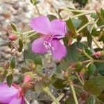 Centradenia inaequilateralis Flower