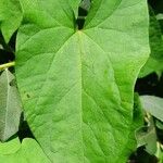 Convolvulus sepium Leaf