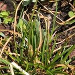 Carex pyrenaica Staniste