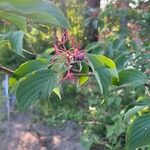 Cornus alternifolia Плід