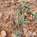 Heteropogon contortus Hábito
