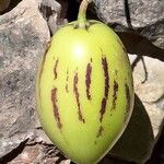 Solanum muricatum Hedelmä