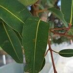 Corymbia ficifolia Blad