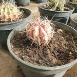 Ferocactus emoryi Leaf