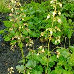 Heuchera americana 整株植物