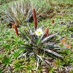 Oritrophium peruvianum Flower
