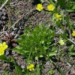 Ranunculus alismifolius Habit