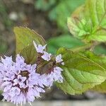 Mentha arvensis 花