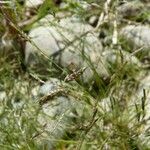 Eragrostis pectinacea Blad