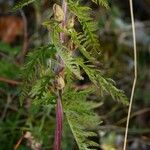 Pedicularis foliosa Yaprak