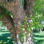 Morus indica Casca