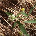 Crotalaria macrocalyx Habit