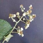 Rubus winteri Bloem