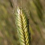 Triticum monococcum 果