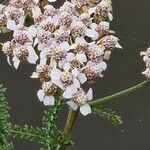 Achillea × roseoalba Kvet