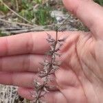 Sideritis montana Fula