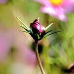 Cosmos bipinnatus Mosusu