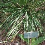 Deschampsia cespitosa Blatt