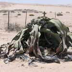 Welwitschia mirabilis Habitus