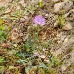 Lactuca perennis Flower