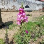 Antirrhinum australe 花