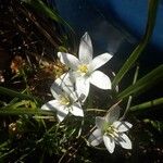 Ornithogalum divergensFlower