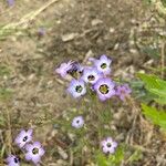 Gilia tricolor Habitus